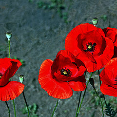 photo "Red Poppies / Красные маки"