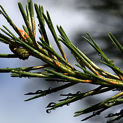 photo "after rain"