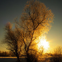 photo "***"