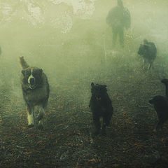 photo "Hounds of Hell"