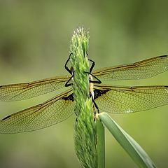 фото "Спряталась"