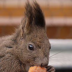 фото "Dinner Time"