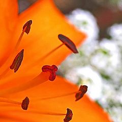 photo "***"