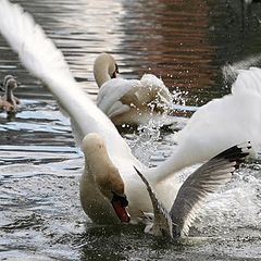 фото "Swan attack"