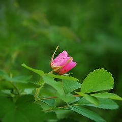 фото "дикая роза"
