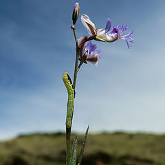 photo "ascension"