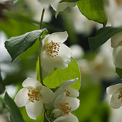 photo "Jasmine bloomed"