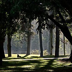 фото "Botanical Garden #1"