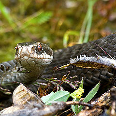 фото "Vipera berus."