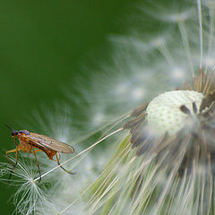 photo "Wayfarer"