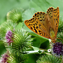 фото "Argynnis paphia"