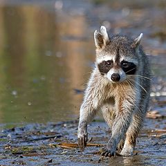 фото "Raccoon, sudden encounter"