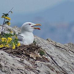 фото "Seagull"