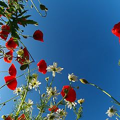 фото "Poppy's"