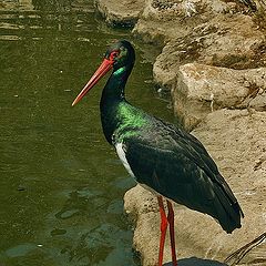 photo "Black stork."
