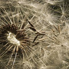 photo "Dandelion"