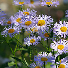 photo "Aster amellus"