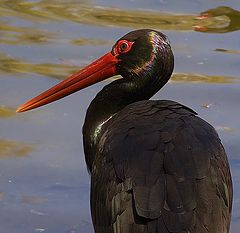 photo "Black stork - not as everybody"