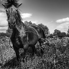 photo "Horse shows his attitude."