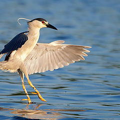 photo "Dance on Water"