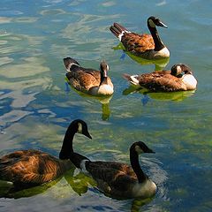 photo "Five Ducks."