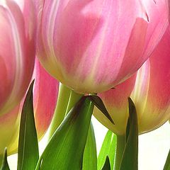 фото "Tulip Talk"