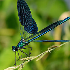 фото "Calopteryx splendens"