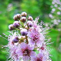 photo "Spiraea"