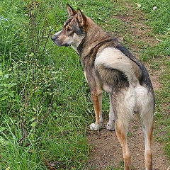 photo "portrait of a sad dog"