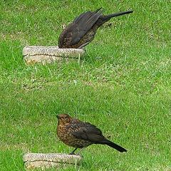 фото "Thrush Drinking."