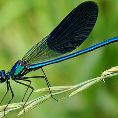 фото "Beautiful Demoiselle"