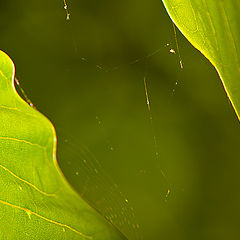 фото "Puzzled Green"