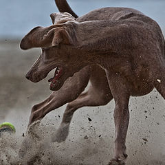 фото "playing with a ball"