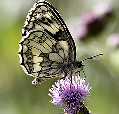 фото "Melanargia galathea"