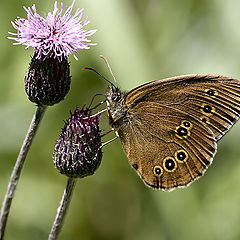 photo "Aphantopus hyperantus"