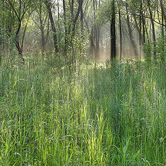 photo "misty morning in the woods 3"