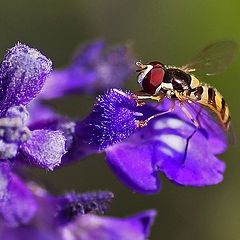 photo "J. Edgar Hover"