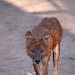 photo "Red wolf"