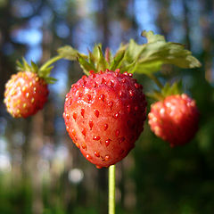 photo "strawberry"