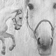 photo "About silver horse"