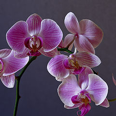 фото "Орхидея"