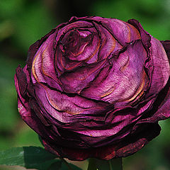 photo "Rose"