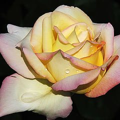 photo "Rose 2"