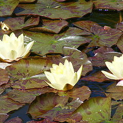 photo "Nature."