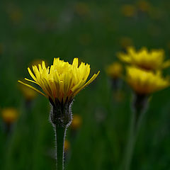 photo "Yellow torches"