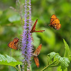 фото "Вероника и бабочки"