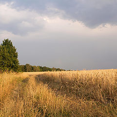 фото "Перед грозой"