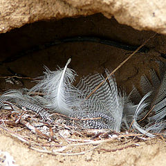 photo "swallow's nest in incision"