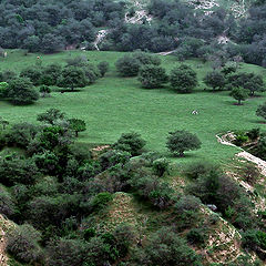 photo "pasture"