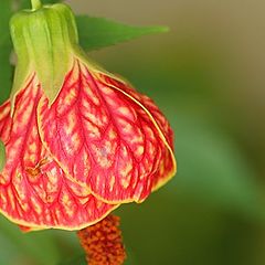 фото "Japanese lantern"